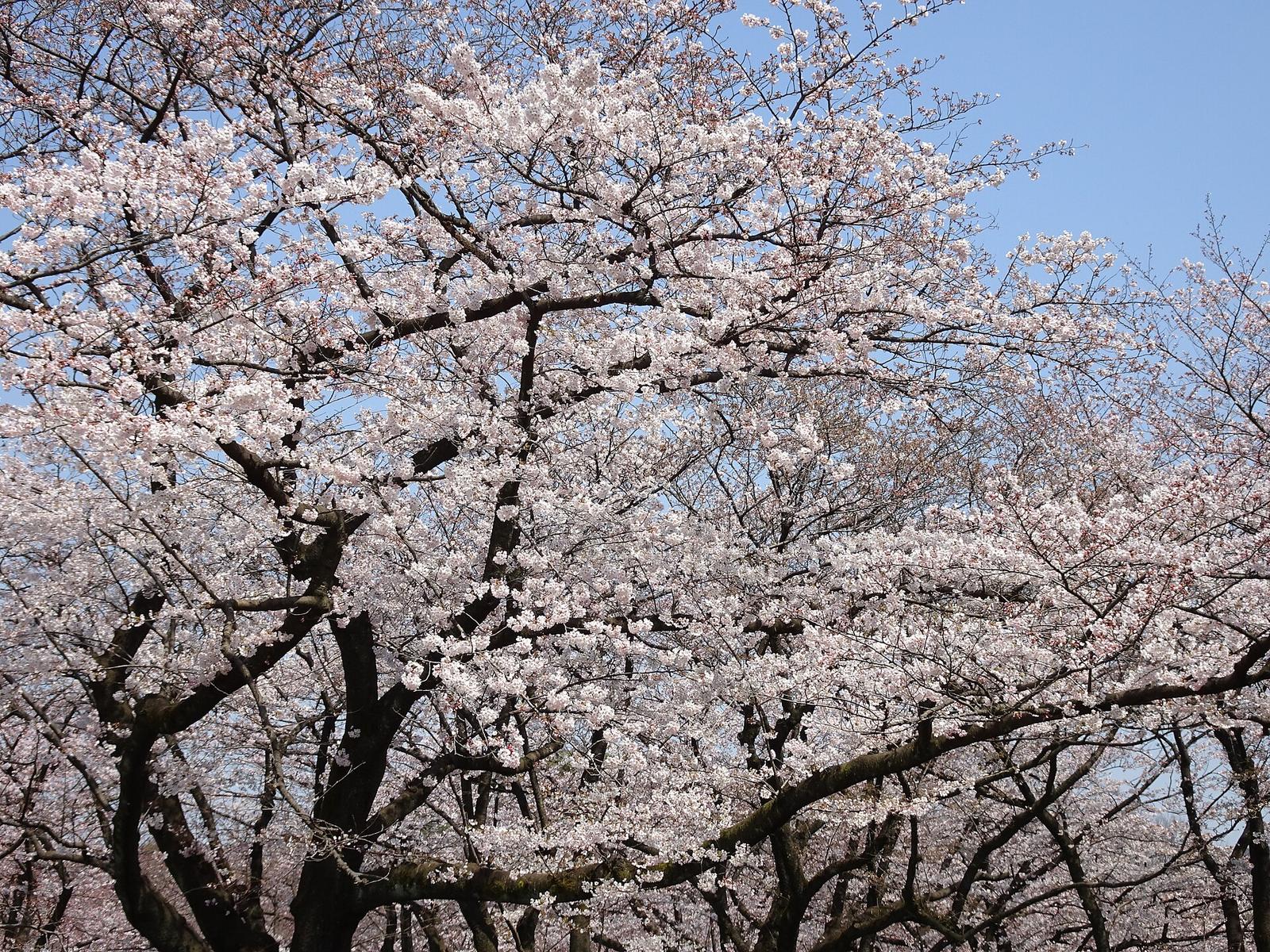 Sakura in Yoyogi Park Tokyo 20170403