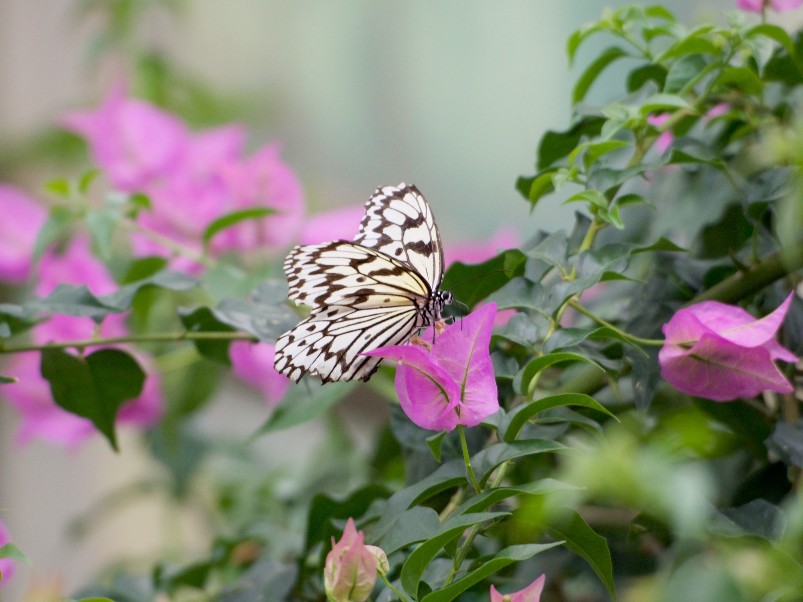 Adachi Park of Living Things combines zoo, greenhouse, aquarium in Tokyo