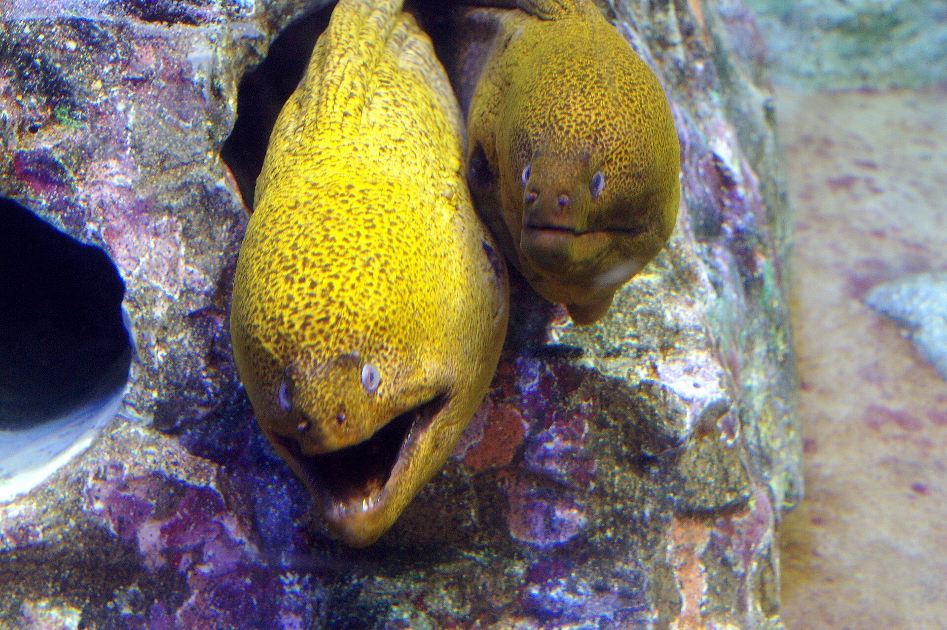 Sunshine Aquarium gives Tokyo visitors an indoor marine-life stop