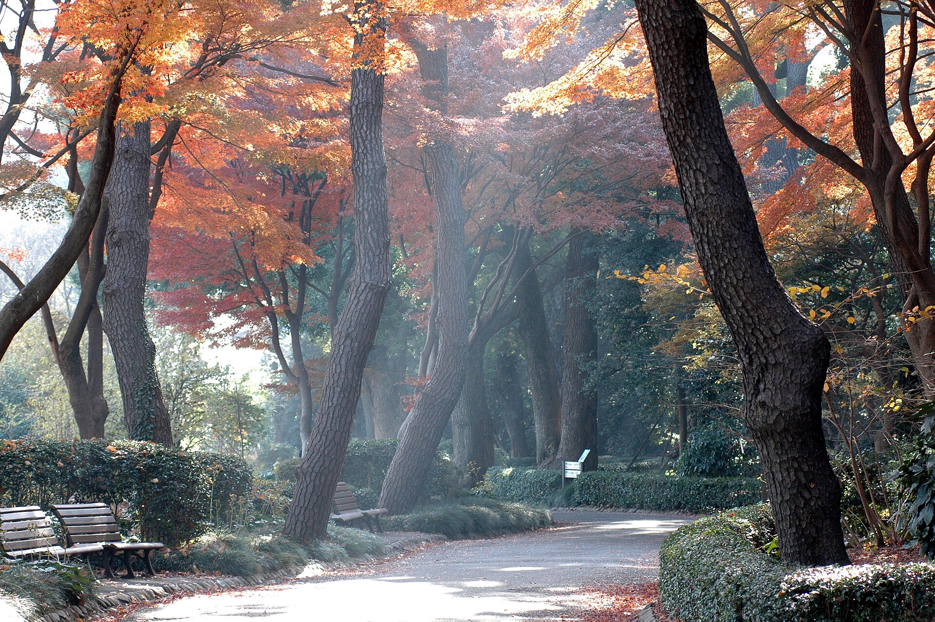 Things to Do in Tokyo Japan